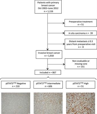 Patient Characteristics Influence Activated Signal Transducer and Activator of Transcription 3 (STAT3) Levels in Primary Breast Cancer—Impact on Prognosis